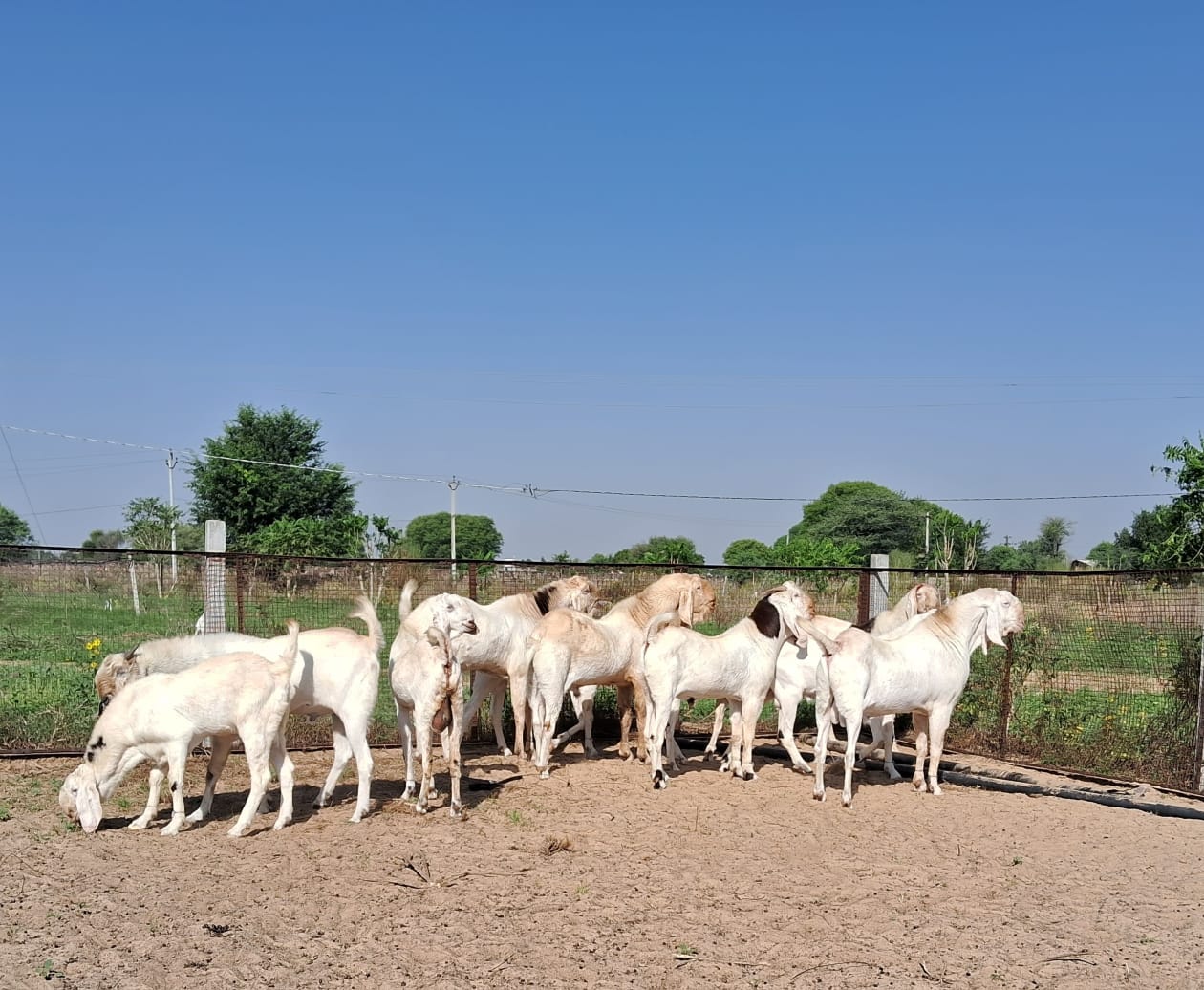 Sardar Farm Bakra8