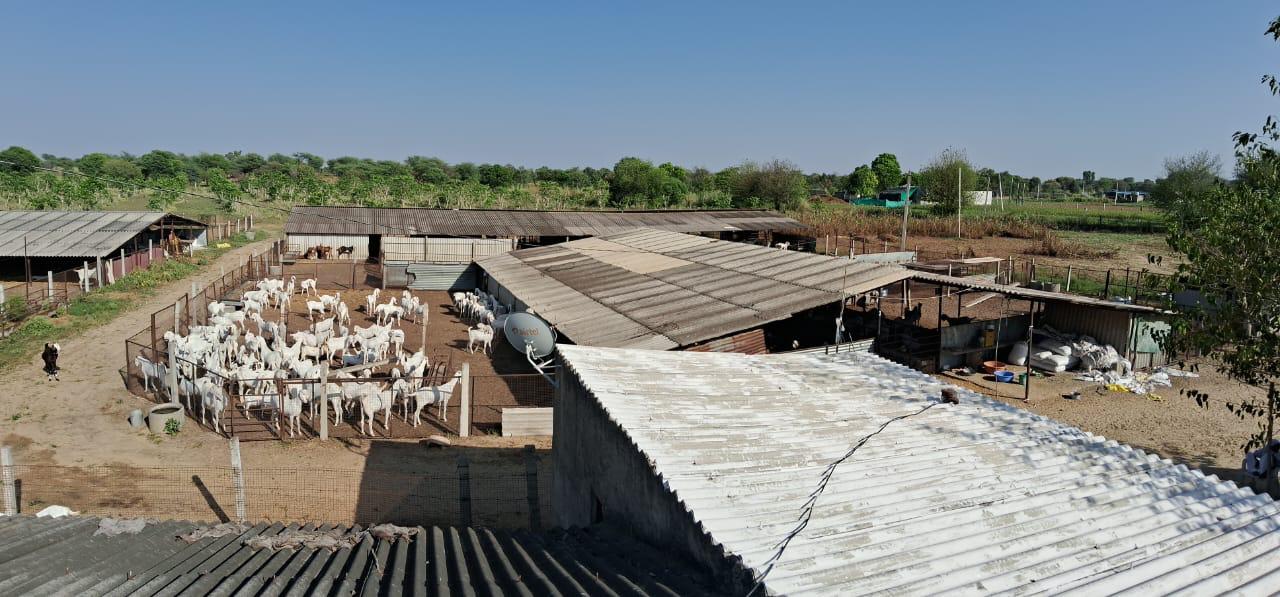 Sardar Farm Bakra no4