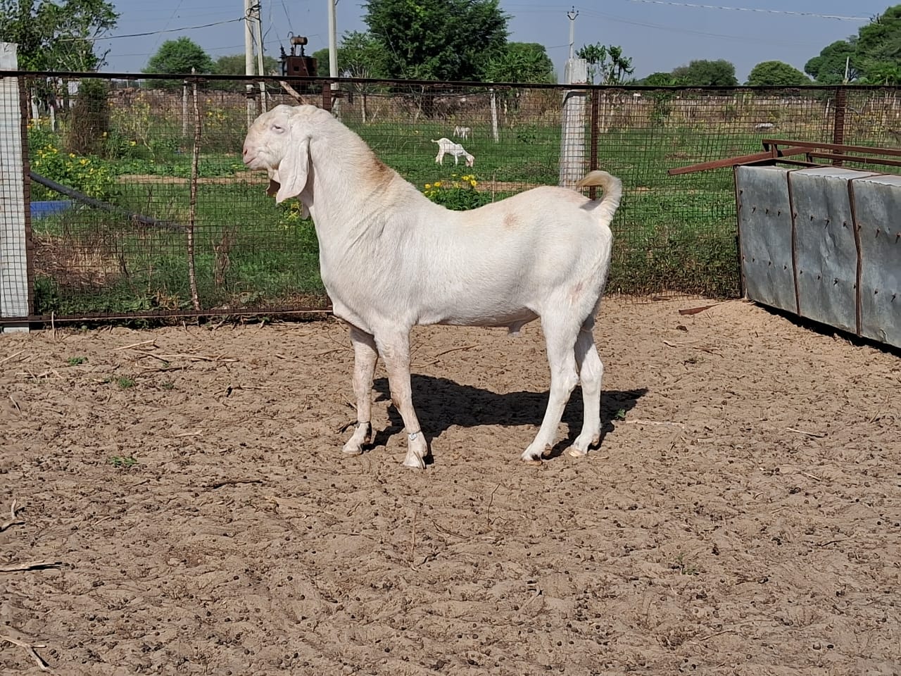 Sardar Farm Bakra no6